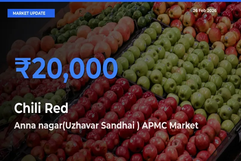 Anna nagar(Uzhavar Sandhai ) APMC Records Highest ₹20,000 Rate for Chili Red