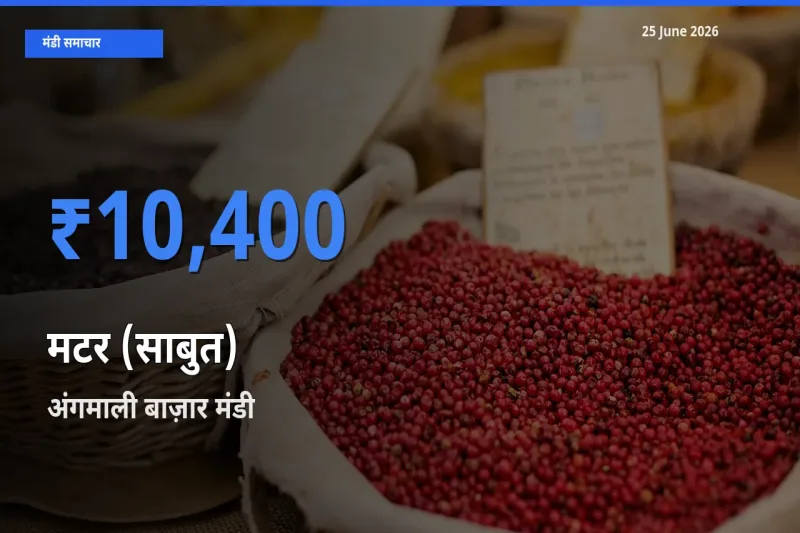 25 June अपडेट: मटर (साबुत) के सबसे ऊँचे दाम अंगमाली बाज़ार मंडी में