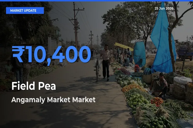 Top Performer! Angamaly Market Offers Best Field Pea Price Today