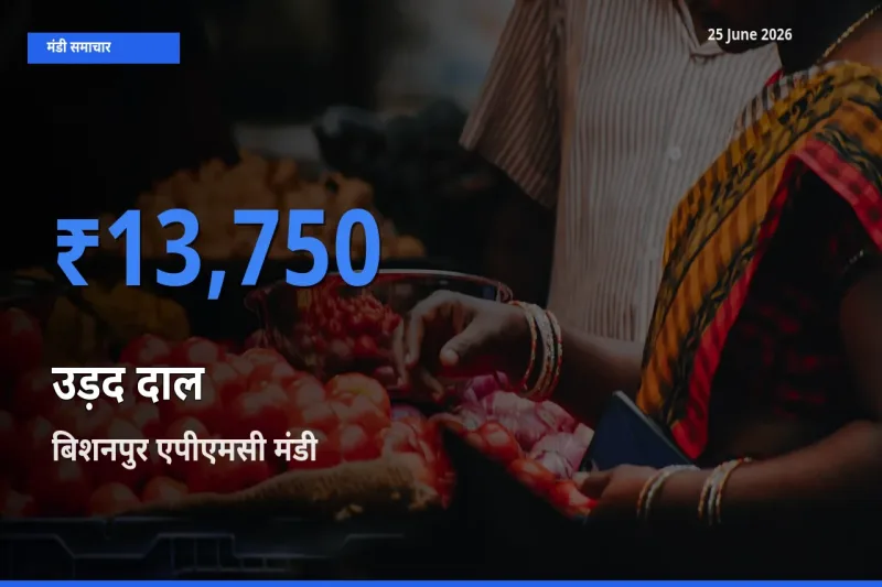 बिशनपुर एपीएमसी मंडी में उड़द दाल ₹13,750 पर पहुँचा – आज का सर्वोच्च भाव