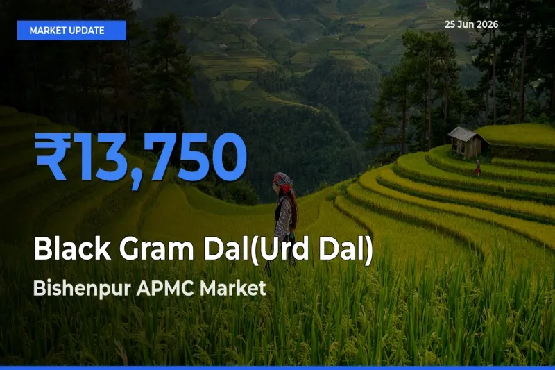 Bishenpur APMC Leads as Top Mandi for Black Gram Dal(Urd Dal) Prices