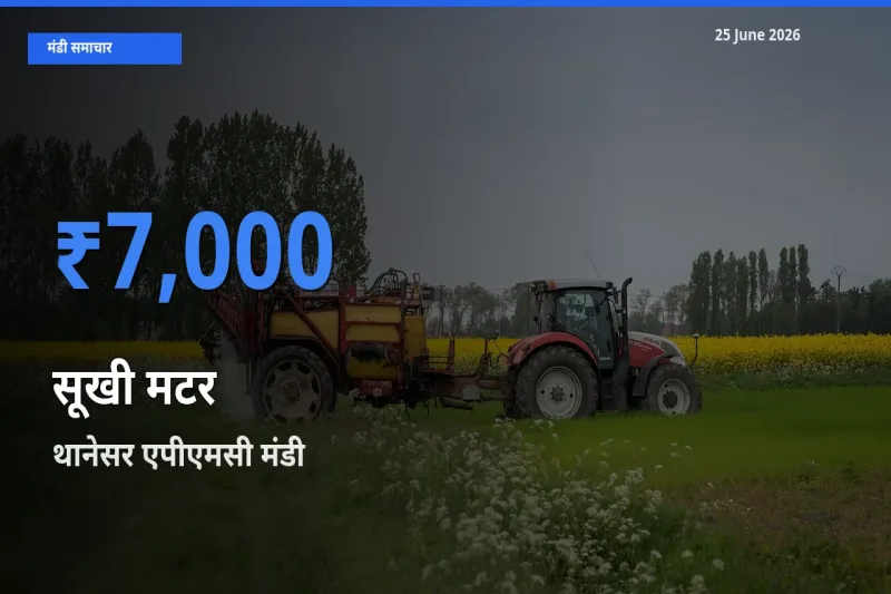 आज का मंडी भाव: सूखी मटर के सबसे ज़्यादा दाम थानेसर एपीएमसी में