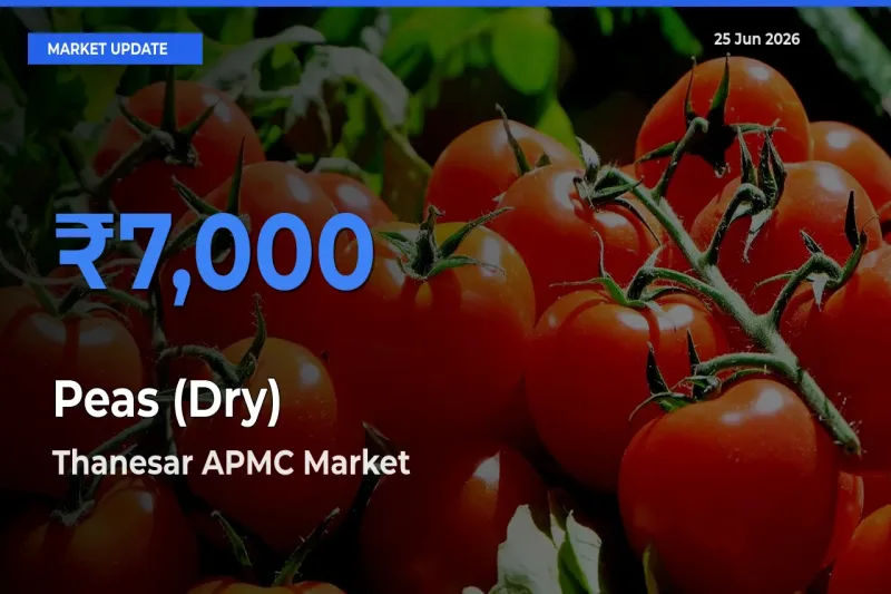 Peas (Dry) Mandi Rate Today: Thanesar APMC Tops the List
