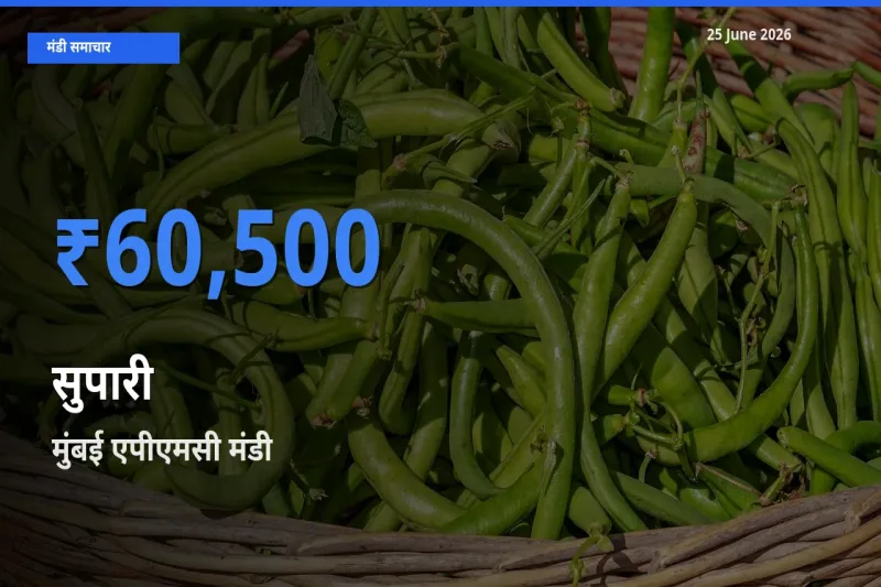 आज सुपारी के सबसे ज़्यादा दाम मुंबई एपीएमसी मंडी में दर्ज