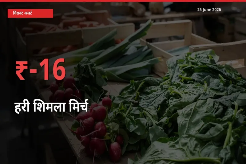 आज का मंडी भाव: हरी शिमला मिर्च के दाम मंडी में 15.94% नीचे