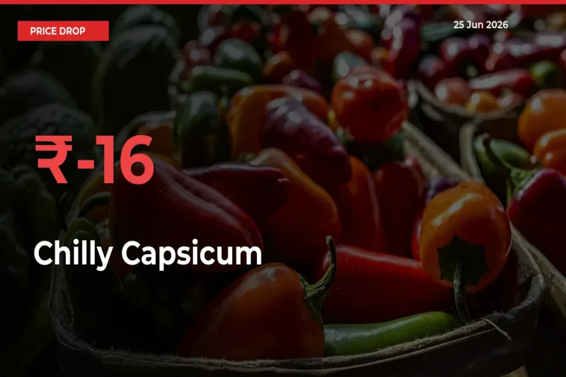 Sudden Shock! Chilly Capsicum Drops 15.94% in 24 Hours at Top Mandis