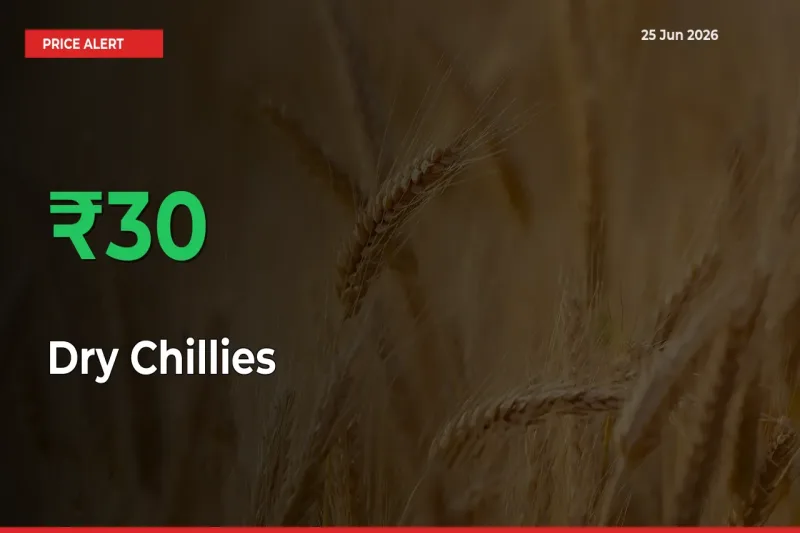 Dry Chillies Prices Rise 29.63% in a Day at Major Mandis