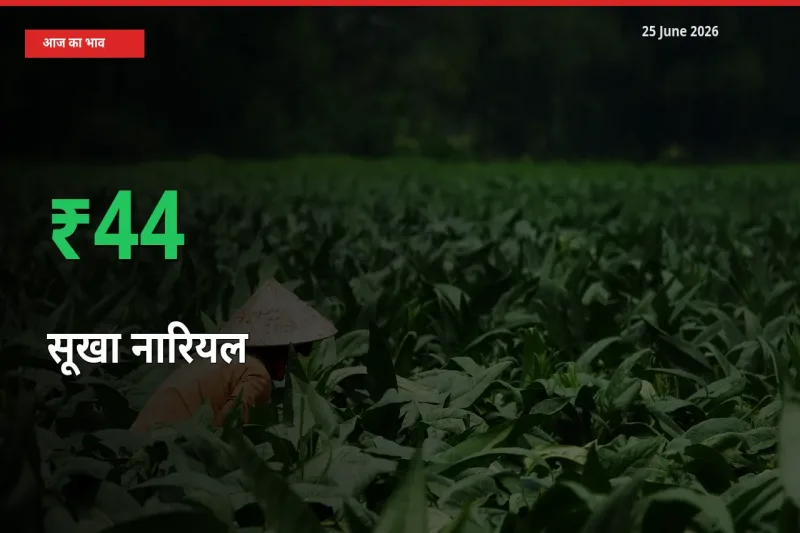 अचानक तेजी! मंडी में सूखा नारियल के दाम 44.03% चढ़े