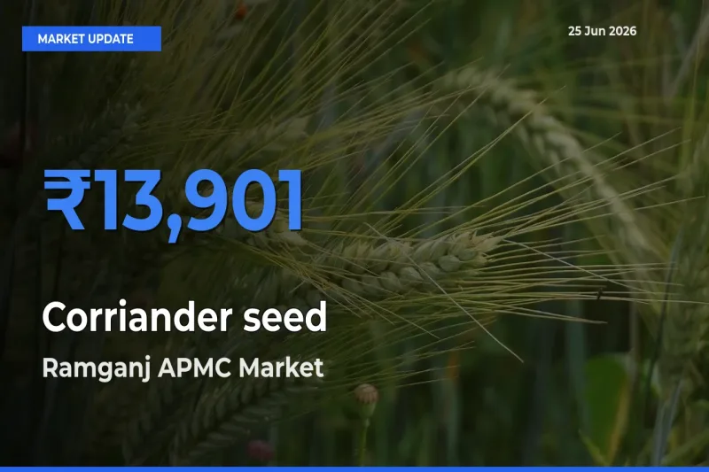 Farmers Prefer Ramganj APMC as Corriander seed Hits Highest Rate