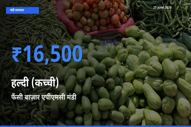 फैंसी बाज़ार एपीएमसी मंडी में हल्दी (कच्ची) ₹16,500 पर पहुँचा – आज का सर्वोच्च भाव