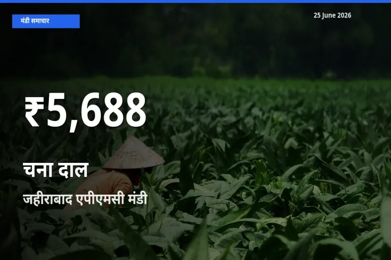 तेज़ गिरावट! जहीराबाद एपीएमसी में चना दाल के दाम 30 दिन के निचले स्तर पर