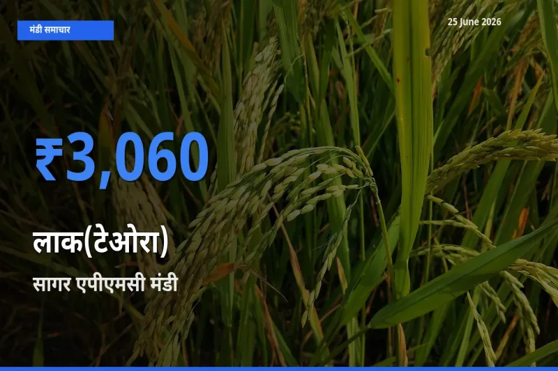 सागर एपीएमसी मंडी में आज लाक(टेओरा) के सबसे ऊँचे दाम दर्ज