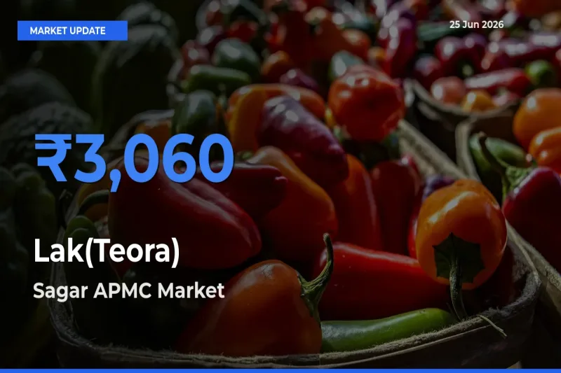 Market Watch: Sagar APMC Becomes Top Mandi for Lak(Teora)
