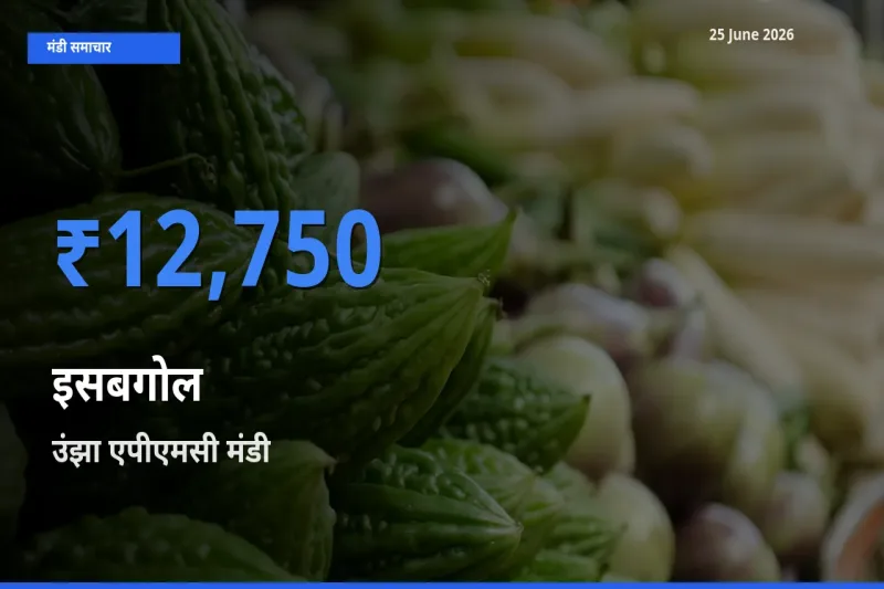 उंझा एपीएमसी मंडी में आज इसबगोल के सबसे ऊँचे दाम दर्ज