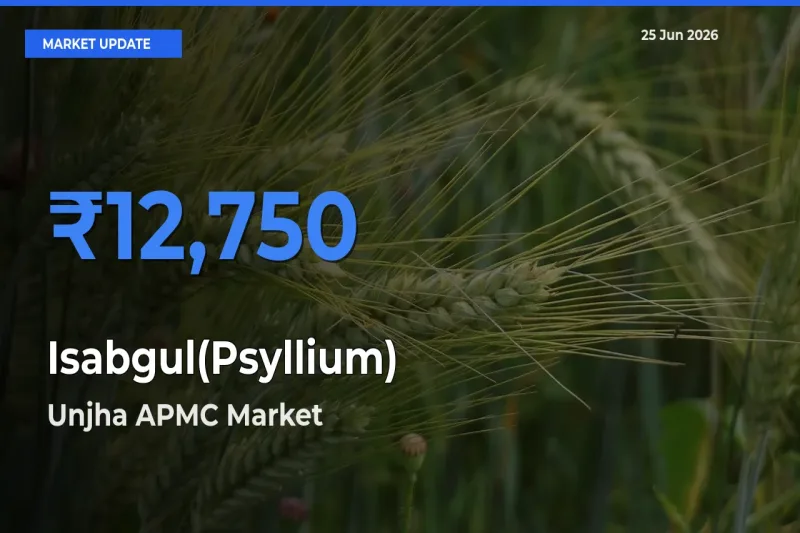 Unjha APMC Records Highest ₹12,750 Rate for Isabgul(Psyllium)