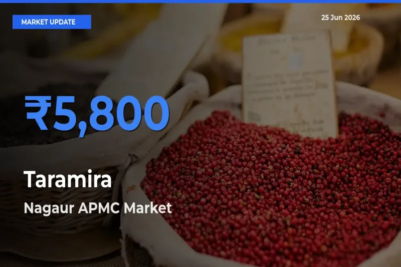 Nagaur APMC Tops Taramira Mandi Rates Today