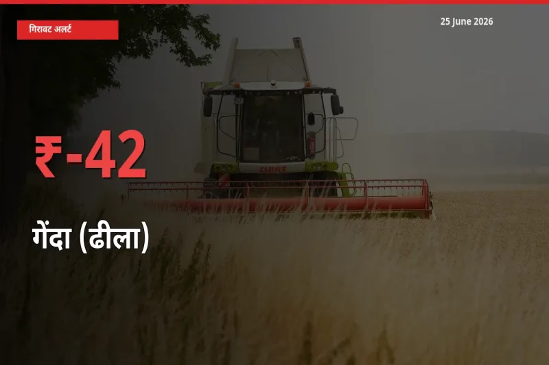 किसानों की चिंता बढ़ी! स्थानीय मंडी में गेंदा (ढीला) 42.42% गिरा