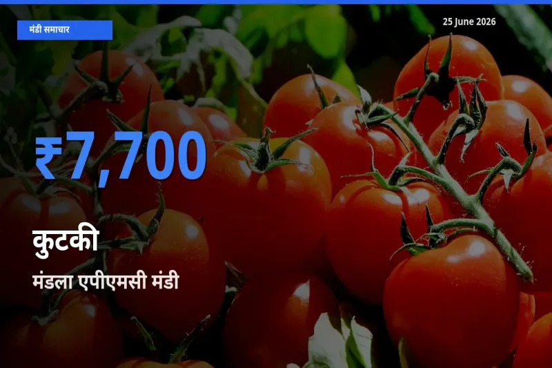 किसानों की पसंद बना मंडला एपीएमसी, कुटकी के सबसे अच्छे दाम