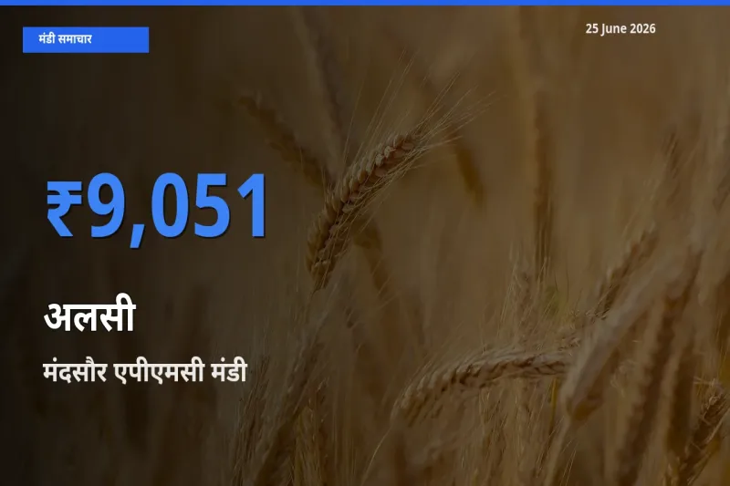 आज का मंडी भाव: अलसी के सबसे ज़्यादा दाम मंदसौर एपीएमसी में