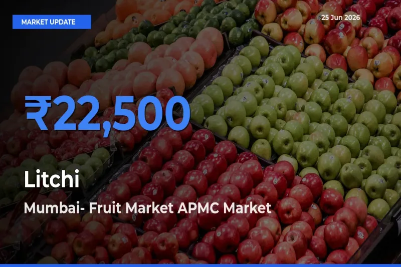 Market Watch: Mumbai- Fruit Market APMC Becomes Top Mandi for Litchi