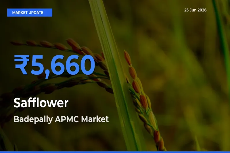 Badepally APMC Offers ₹5,660 – Highest Safflower Rate Today