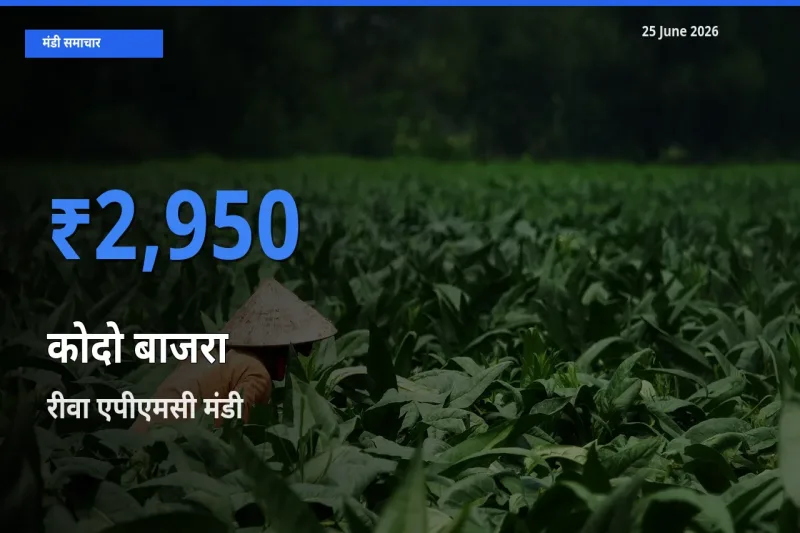 रीवा एपीएमसी मंडी में कोदो बाजरा ₹2,950 पर पहुँचा – आज का सर्वोच्च भाव