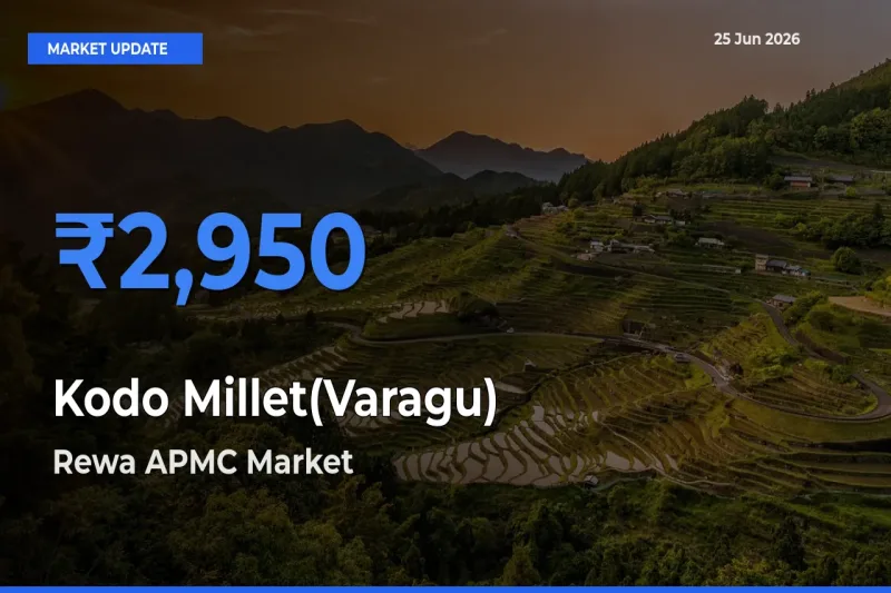 Rewa APMC Records Highest ₹2,950 Rate for Kodo Millet(Varagu)