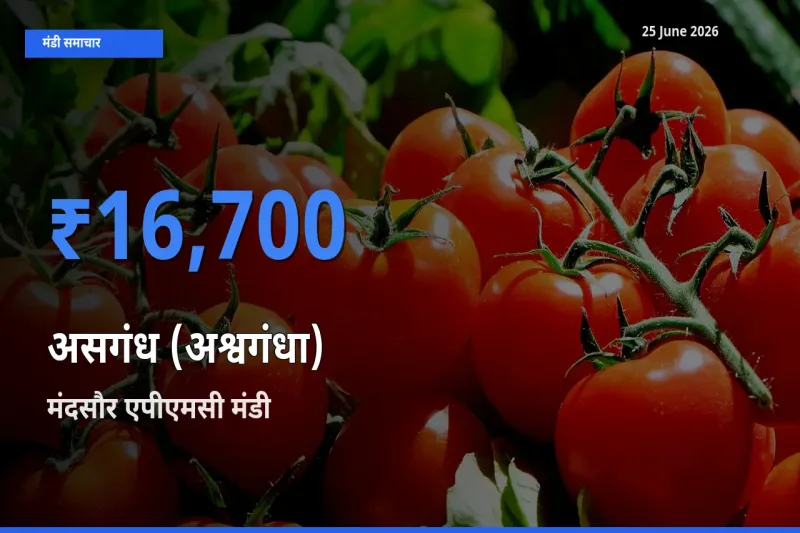 आज असगंध (अश्वगंधा) के सबसे ऊँचे दाम ₹16,700 मंदसौर एपीएमसी मंडी में