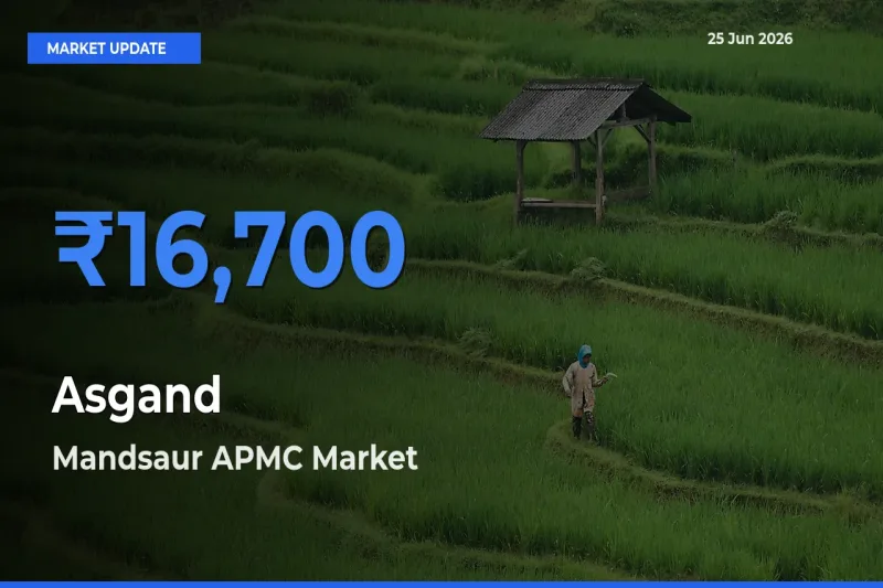 Mandsaur APMC Tops Asgand Rates – June 25 Market Update
