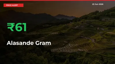 This Mandi Records 61.06% Jump in Alasande Gram Prices