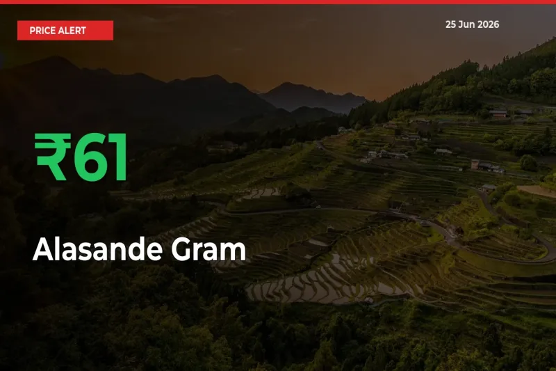 This Mandi Records 61.06% Jump in Alasande Gram Prices