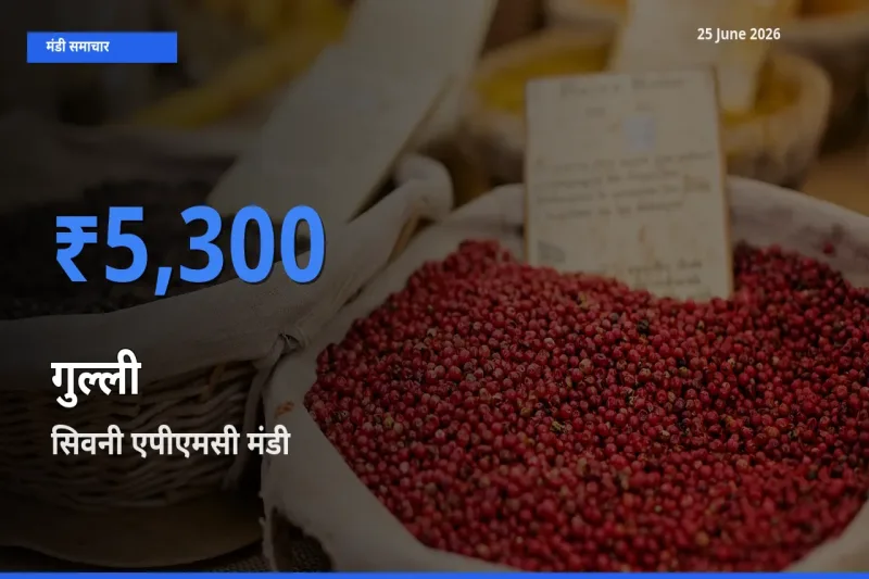 किसानों की पसंद बना सिवनी एपीएमसी, गुल्ली के सबसे अच्छे दाम