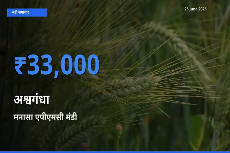 25 June अपडेट: अश्वगंधा के सबसे ऊँचे दाम मनासा एपीएमसी मंडी में