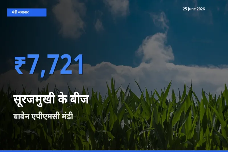 आज का मंडी भाव: सूरजमुखी के बीज के सबसे ज़्यादा दाम बाबैन एपीएमसी में