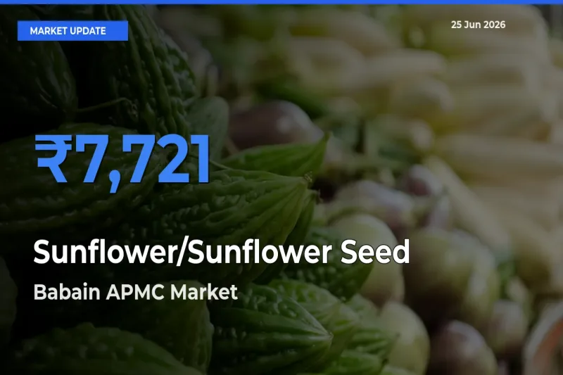 Market Watch: Babain APMC Becomes Top Mandi for Sunflower/Sunflower Seed