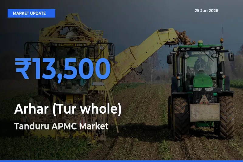 Top Performer! Tanduru APMC Offers Best Arhar (Tur whole) Price Today
