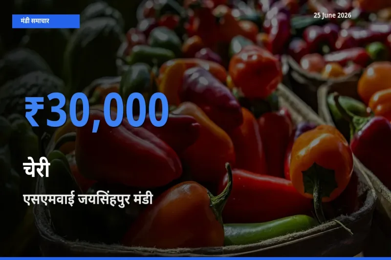 आज चेरी के सबसे ऊँचे दाम ₹30,000 एसएमवाई जयसिंहपुर मंडी में