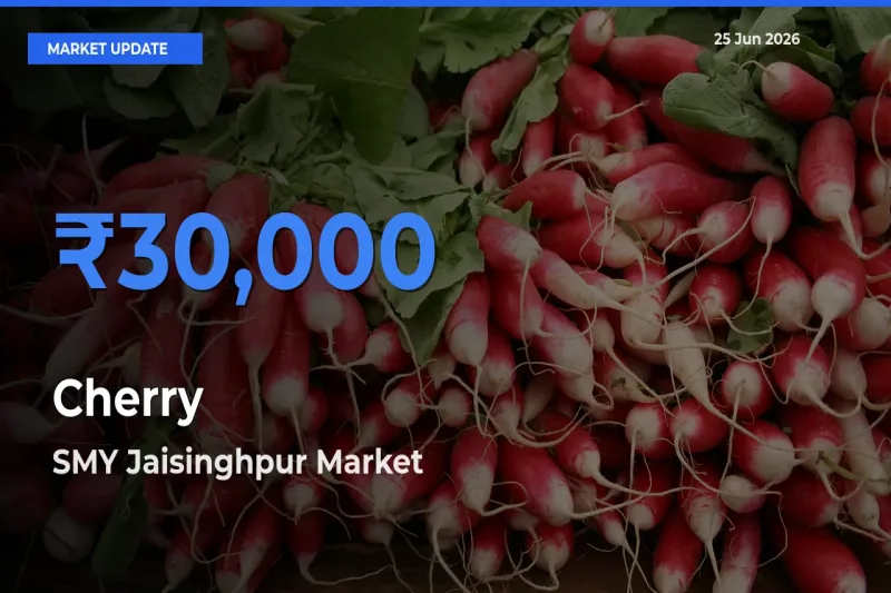 SMY Jaisinghpur Tops Cherry Mandi Rates Today
