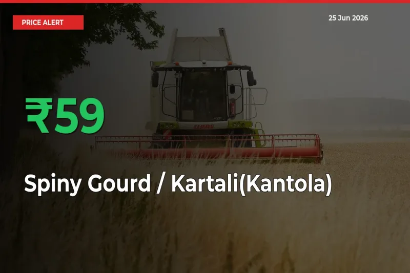 58.52% Spike in Spiny Gourd / Kartali(Kantola)
 Prices – Mandi Sees Sudden Rally