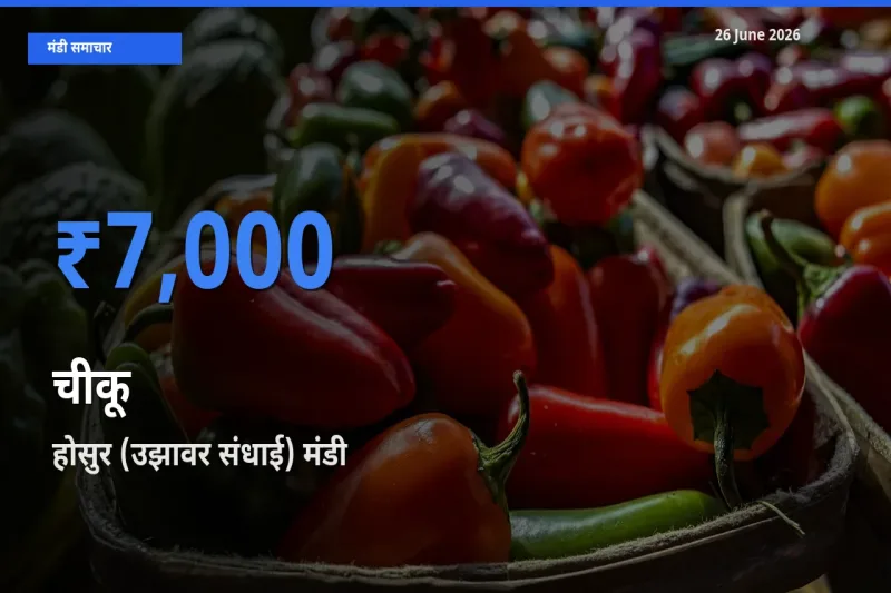 बाज़ार संकेत: होसुर (उझावर संधाई) बना चीकू के लिए आज की टॉप मंडी