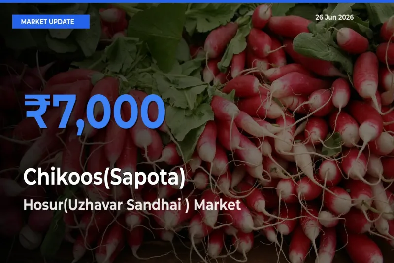 Top Performer! Hosur(Uzhavar Sandhai ) Offers Best Chikoos(Sapota) Price Today