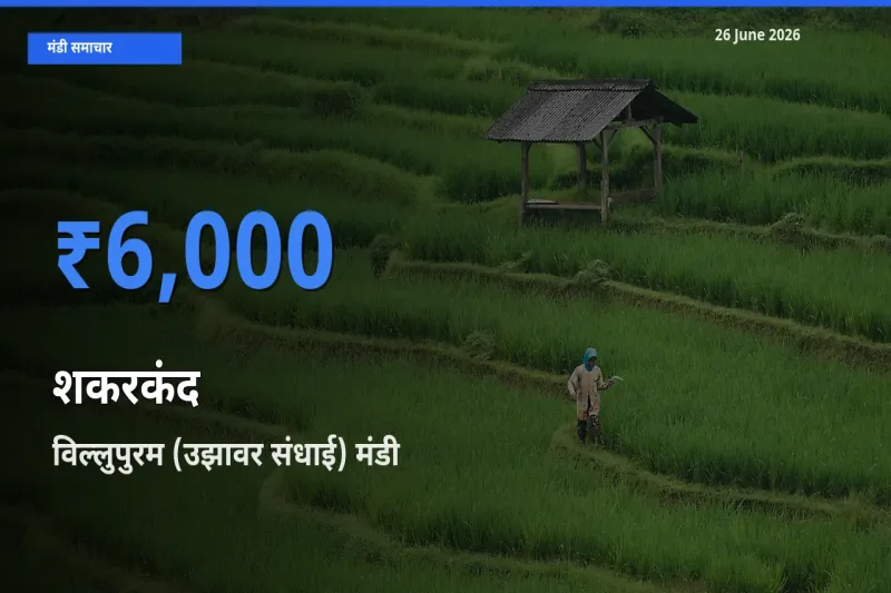 आज शकरकंद के सबसे ज़्यादा दाम विल्लुपुरम (उझावर संधाई) मंडी में दर्ज