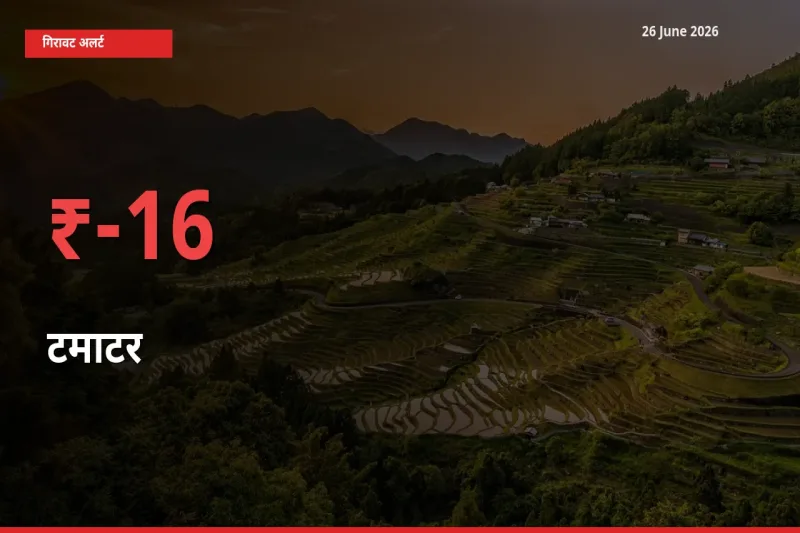टमाटर 16.33% गिरा, मंडी
