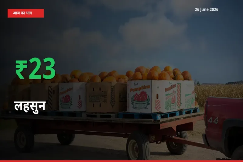बाज़ार संकेत: लहसुन के भाव मंडी में 22.96% ऊपर