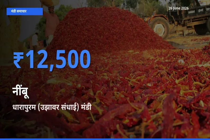 आज नींबू के सबसे ऊँचे दाम ₹12,500 धारापुरम (उझावर संधाई) मंडी में