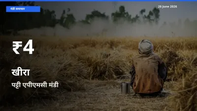 खीरा के दाम 30 दिनों के सबसे निचले स्तर पर, पट्टी एपीएमसी