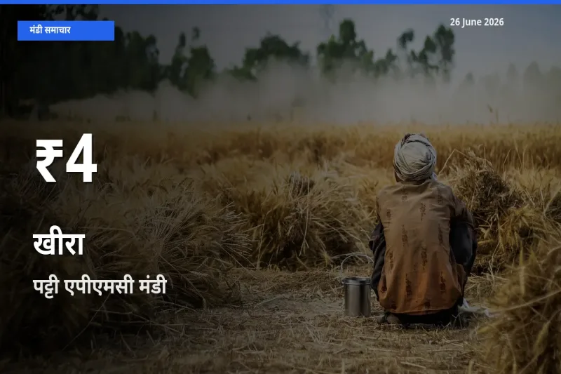 खीरा के दाम 30 दिनों के सबसे निचले स्तर पर, पट्टी एपीएमसी