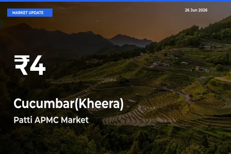 Cucumbar(Kheera) Prices Touch 30-Day Low in Patti APMC – June 26 Update