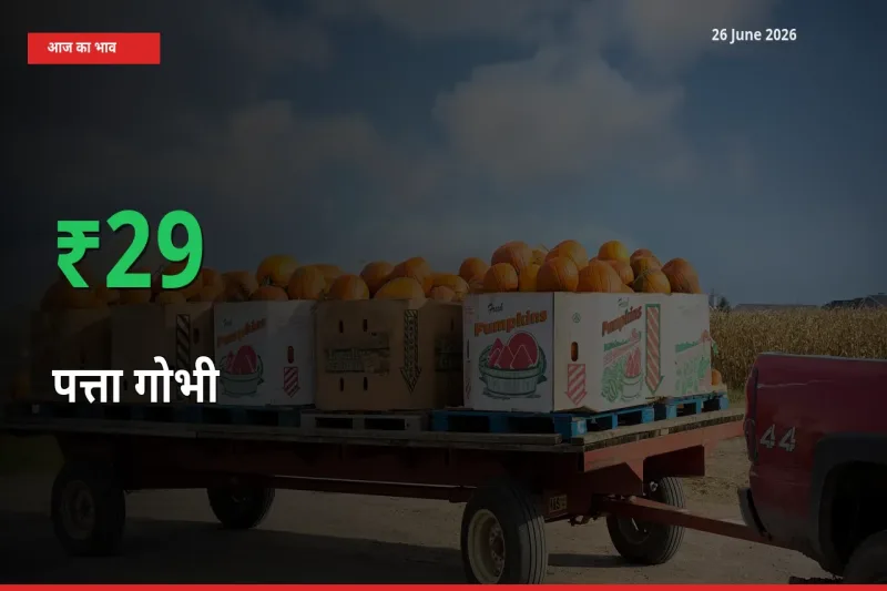 स्थानीय मंडी में पत्ता गोभी के दाम अचानक 28.98% उछले, किसान सतर्क