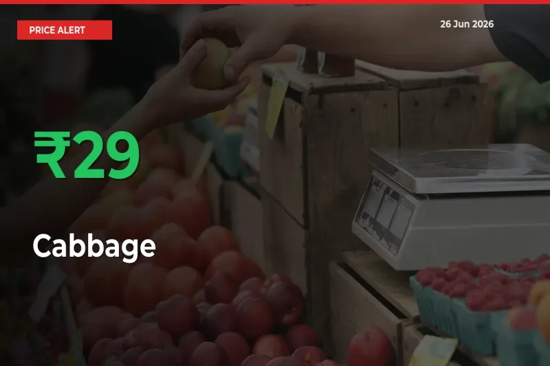 Farmers Cheer as Cabbage Prices Surge 28.98% in Local Mandis